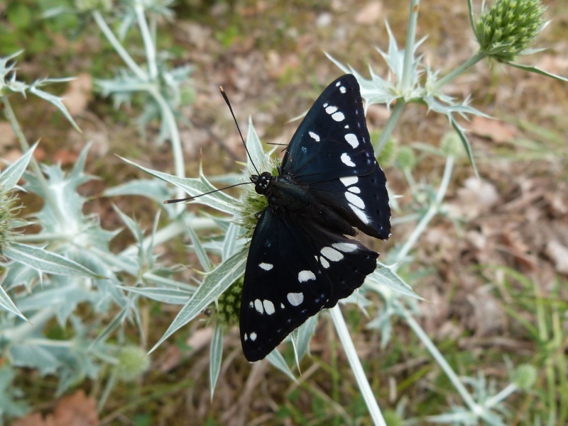 [Limenitis reducta] la nuit P1310213