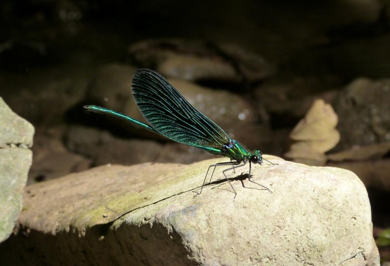 [Calopteryx xanthostoma & C. virgo] Calopteryx P1320411