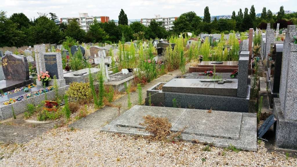 Le cimetière et les herbes sauvages Herbes11