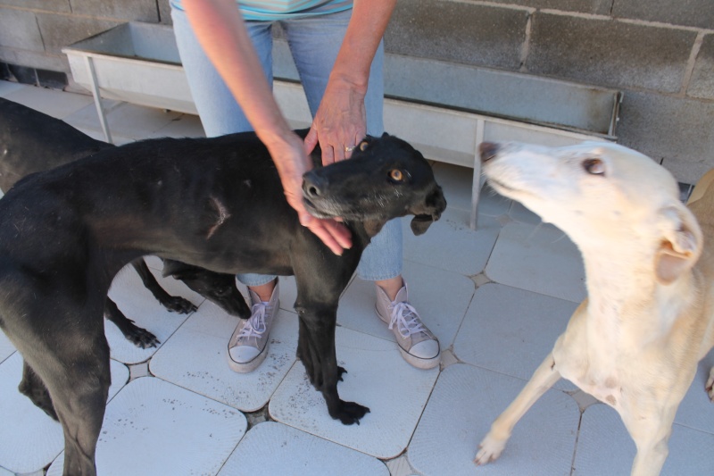 Perla, galga noire, 1 an 1/2 Scooby France Adoptée Img_0110