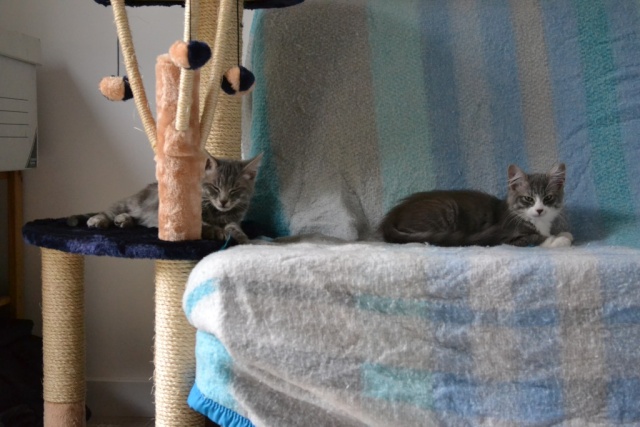 Chapi et Chapo, chatons gris et gris blanc 2 mois 1/2 01210