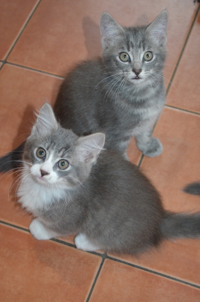 Chapi et Chapo, chatons gris et gris blanc 2 mois 1/2 Dsc_0110