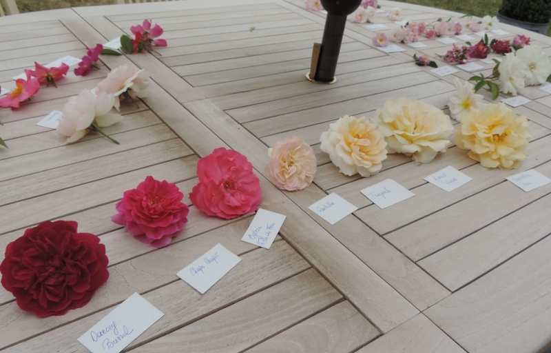 Planches comparatives des rosiers de mon jardin 2015_206