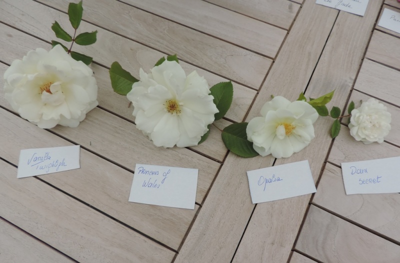 Planches comparatives des rosiers de mon jardin 2015_209