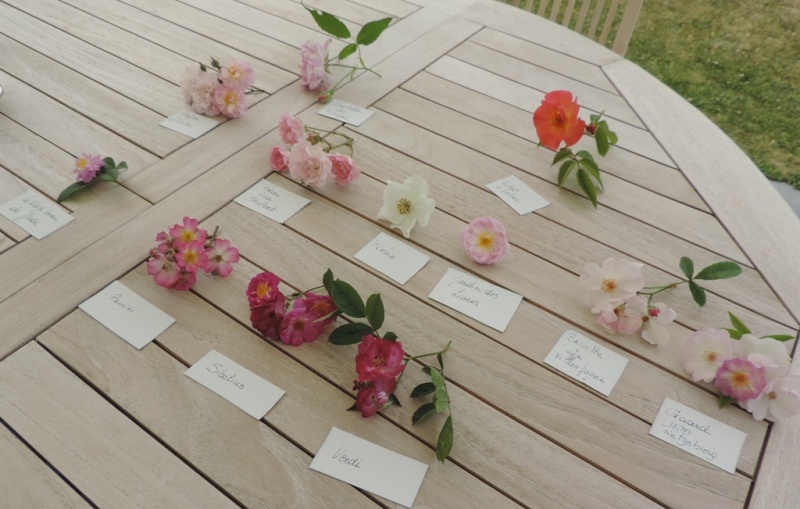 Planches comparatives des rosiers de mon jardin 2015_211