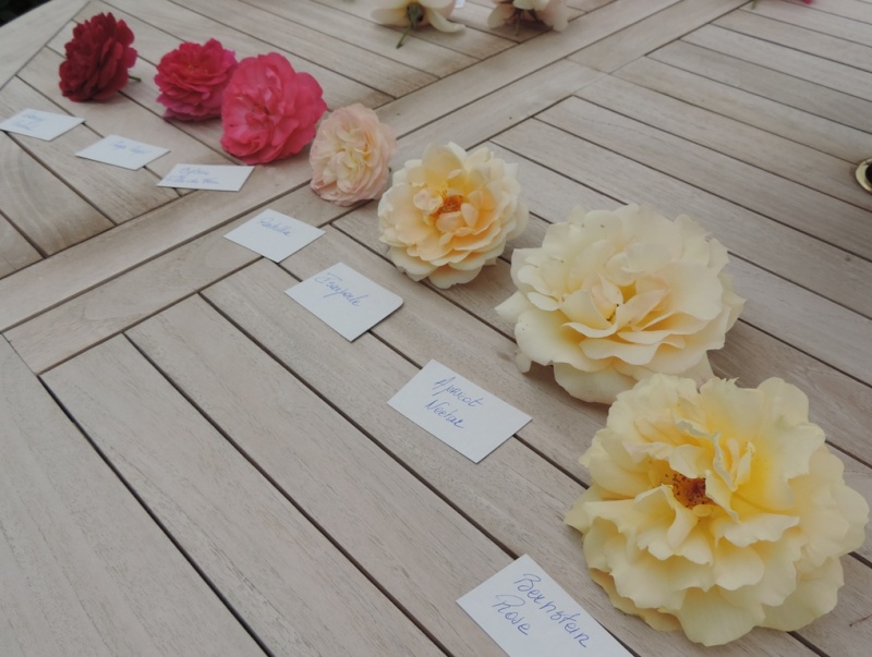 Planches comparatives des rosiers de mon jardin 2015_214
