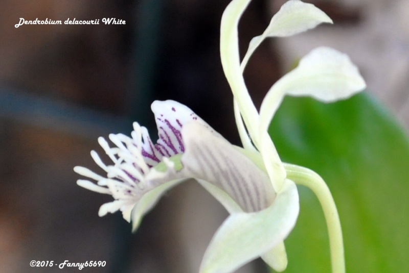 Dendrobium delacourii white Csc_0028