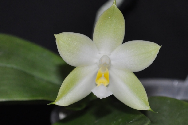 Phalaenopsis violacea var.alba Joseph Wu Csc_0036