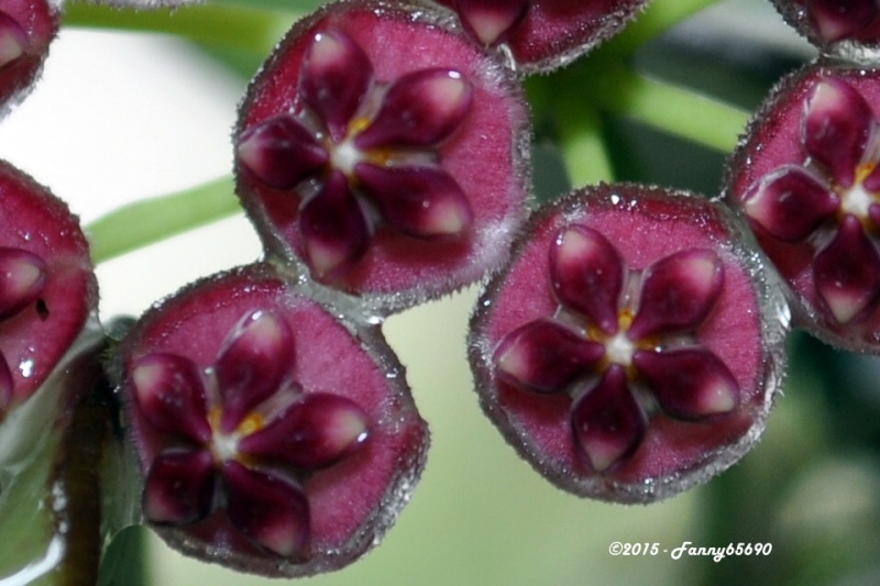 Hoya wayetii Csc_0045