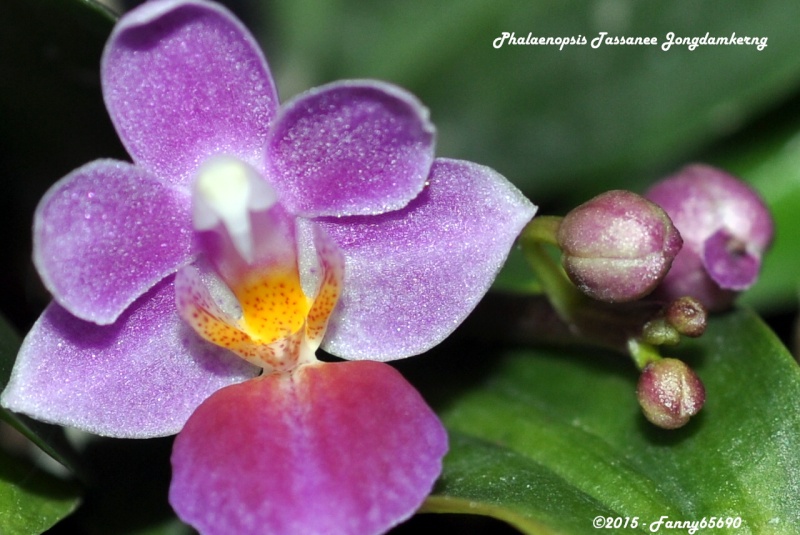 Phalaenopsis Tassanee Jongdamkerng (equestris x appendiculata) Csc_0048