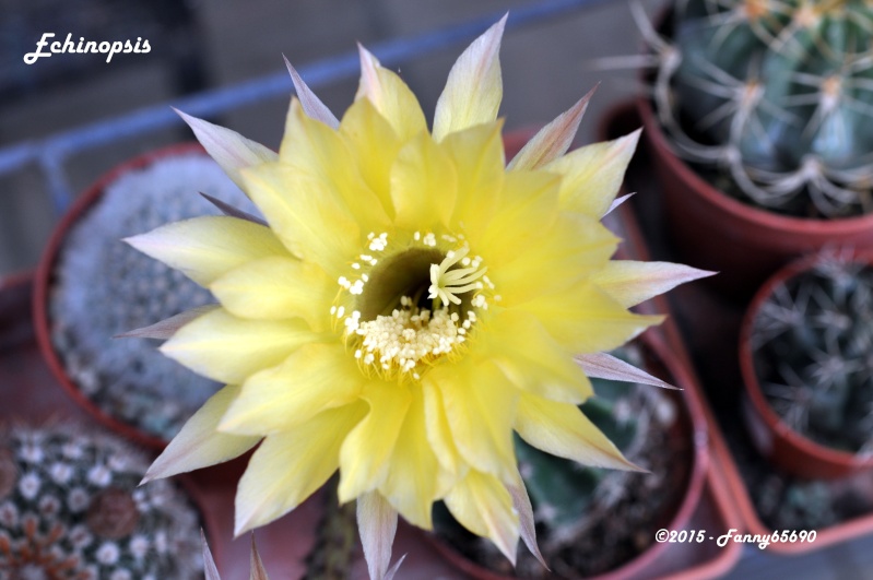 Echinopsis jaune Dsc_0012