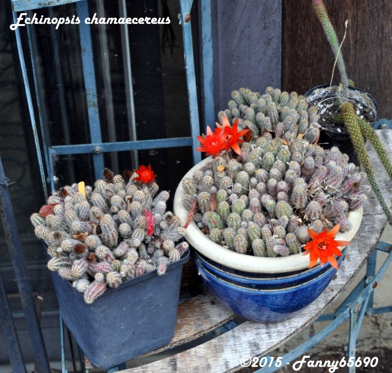 Echinopsis chamaecereus (Lobivia silvestrii) Dsc_0015