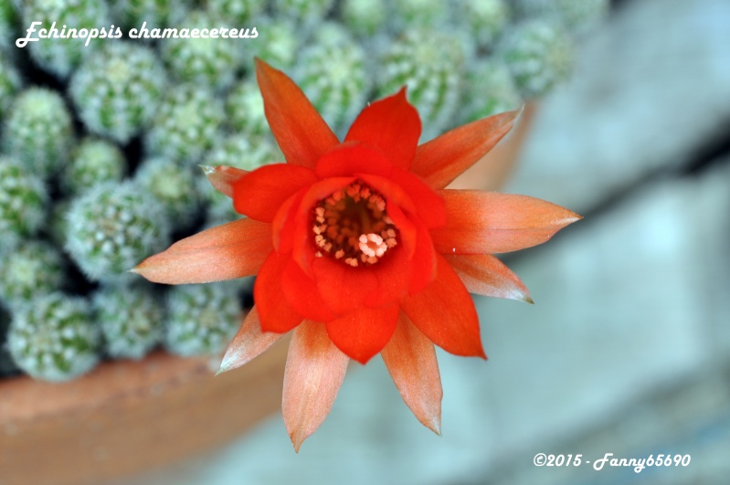 Echinopsis chamaecereus (Lobivia silvestrii) Dsc_0017