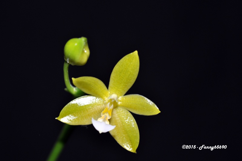 [résolu]Phalaenopsis Flores Moon (probable) Dsc_0054