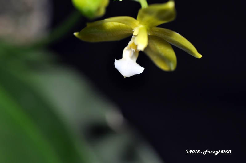 [résolu]Phalaenopsis Flores Moon (probable) Dsc_0055