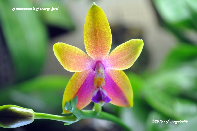 Phalaenopsis Penang Girl 3 (violacea x venosa) Dsc_0066