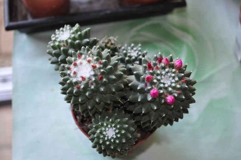 Mammillaria polythele var. inermis Dsc_0092