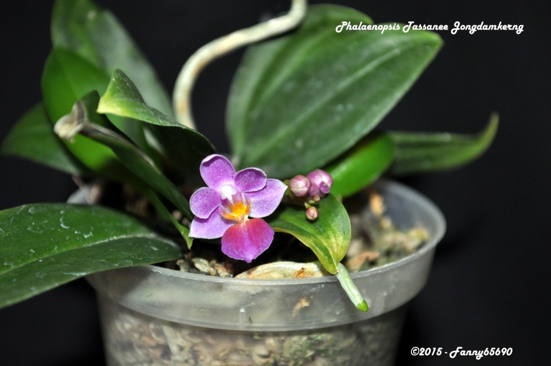 Phalaenopsis Tassanee Jongdamkerng (equestris x appendiculata) Dsc_0101