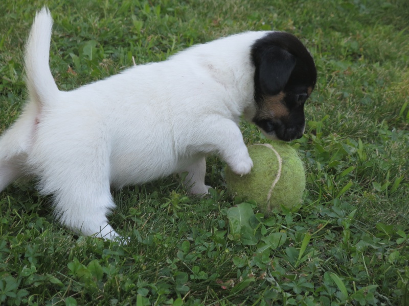 I cuccioli di Rocky e Alice - Pagina 2 Cuccio14