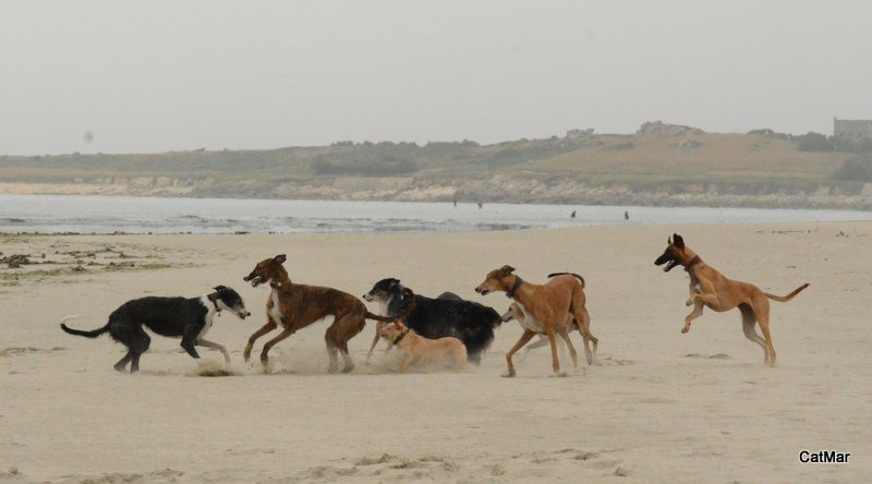 Grosse différence d'âge entre deux chiens - Page 4 Dsc_7610