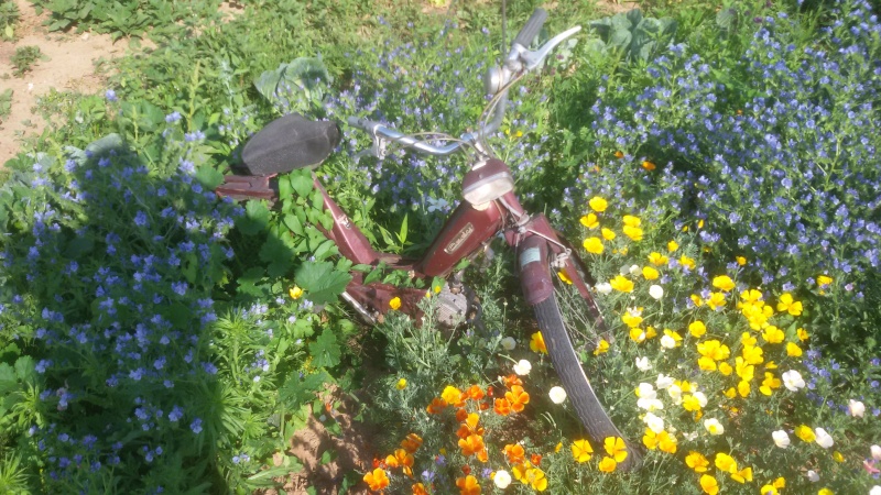 cyclo fleuri 20150710