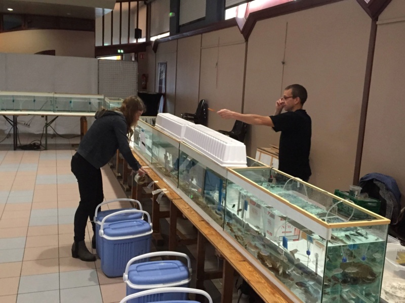 4eme Bourse aquariophile à Courchelette (59) le 4 novembre 2018 Photo110