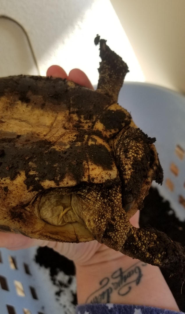 Une amie a trouvé une tortue Resize11