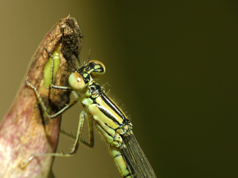 Grillon, sauterelle, demoiselles et autres insectes - Page 9 Agrion10