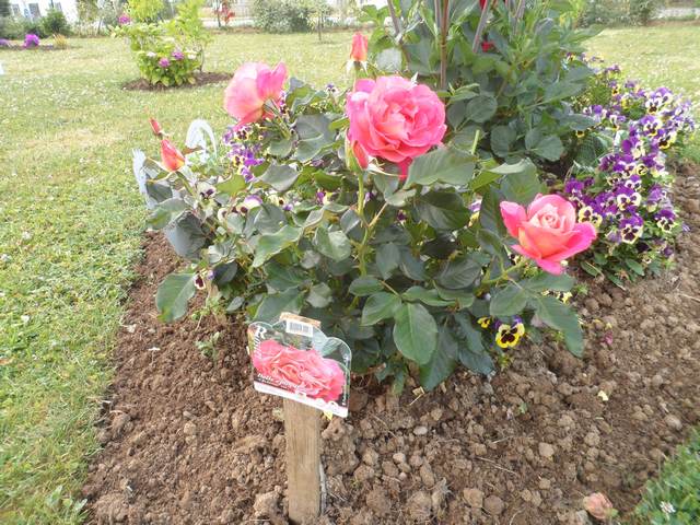 Les fleurs de mon jardin - Page 8 00613