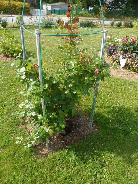 Les fleurs de mon jardin - Page 8 00711