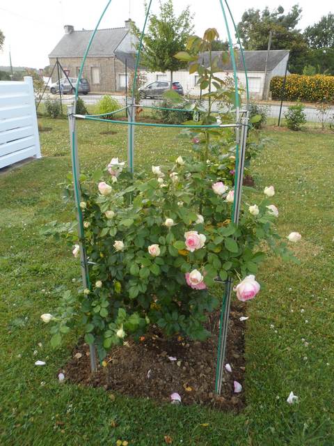 Les fleurs de mon jardin - Page 8 00713