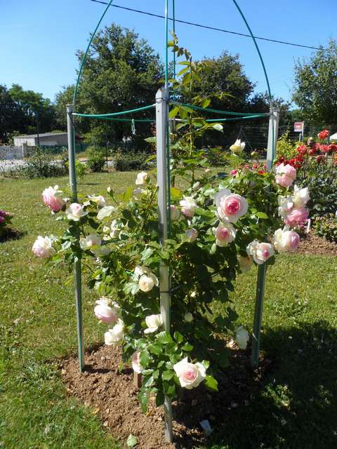 Les fleurs de mon jardin - Page 8 01310