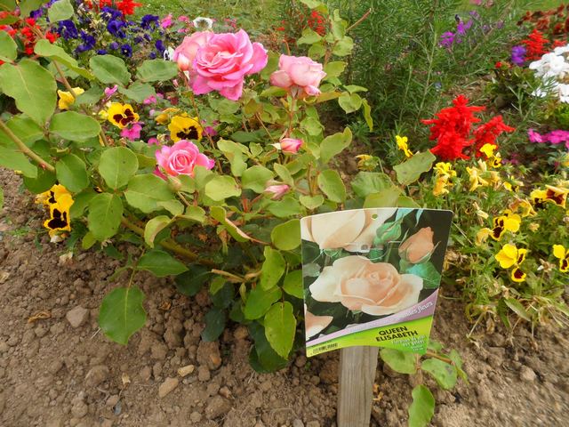 Les fleurs de mon jardin - Page 10 Sam_2326