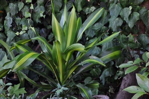 Dracaena fragrans 'Burley' 024_5014