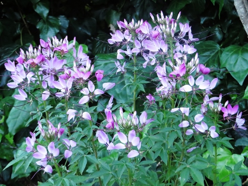 Cleome - Cleome hassleriana, Cleome spinosa, Cleome pungens 093_5010