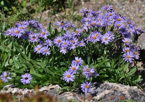 Jardin botanique alpin du Col du Lautaret dans les Hautes-Alpes (05) - Page 2 124_5011