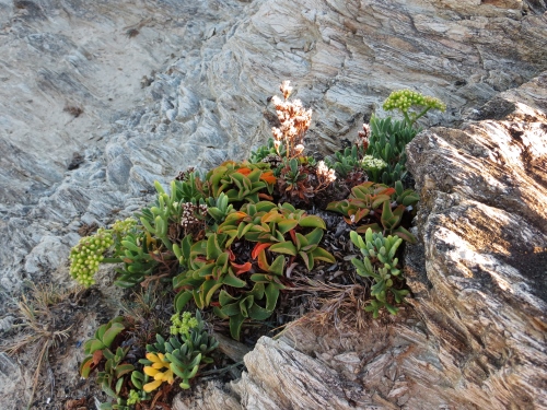 flore du littoral : plages, dunes, vases et rochers maritimes - Page 2 Bretag10