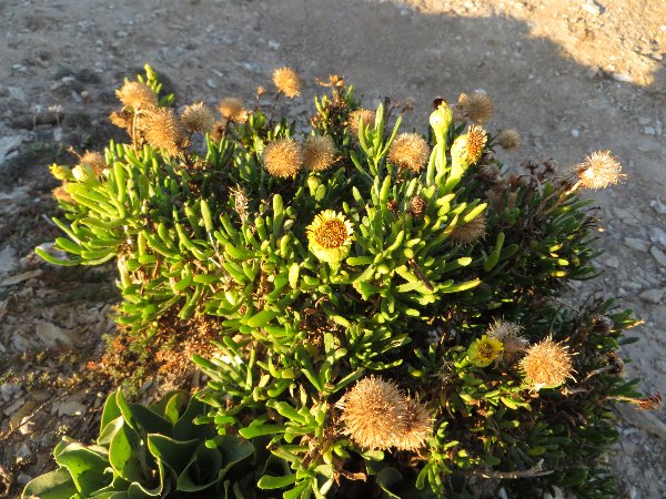 flore du littoral : plages, dunes, vases et rochers maritimes - Page 3 Bretag16