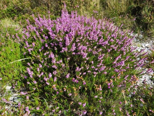 flore du littoral : plages, dunes, vases et rochers maritimes - Page 3 Bretag23