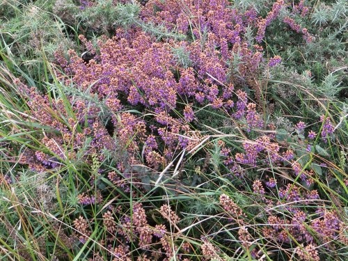 flore du littoral : plages, dunes, vases et rochers maritimes - Page 3 Bretag24