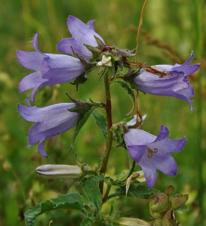 Campanula trachelium - campanule à feuilles d'ortie Campan11