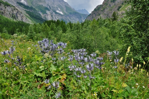 Jardin botanique alpin du Col du Lautaret dans les Hautes-Alpes (05) Juille20