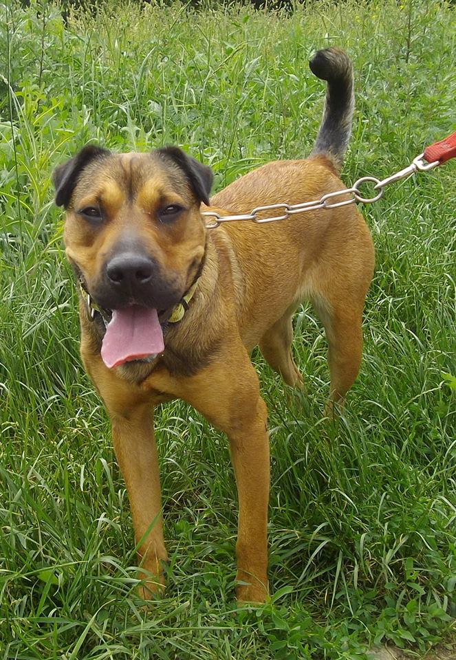 Gollum 3 ans xsharpei berger (29) Refuge Corniguel 10382810