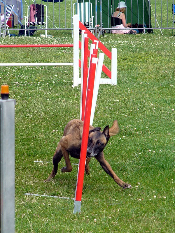 A quel âge arrêter l'agility? Thays_13