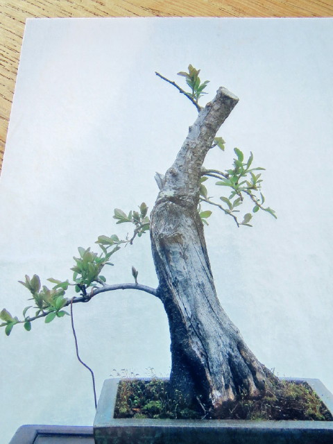 Prunus spinosa in the making Img_8712