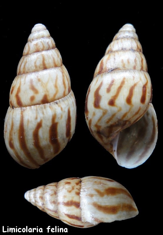 Limicolaria numidica (Reeve, 1848) Limico10