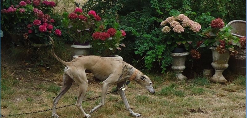 Campeon galgo bringé clair à l'adoption "Scooby France" Adopté - Page 2 Campeo22