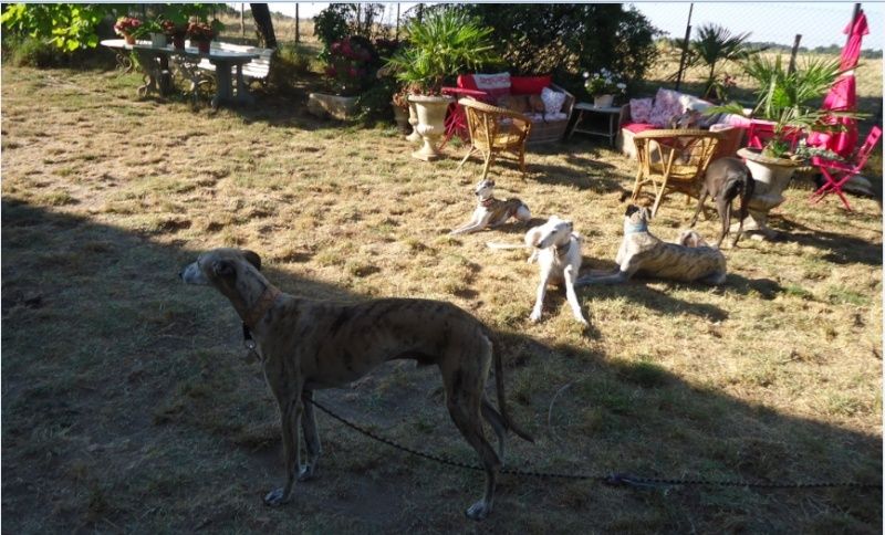 Campeon galgo bringé clair à l'adoption "Scooby France" Adopté - Page 3 Campeo36