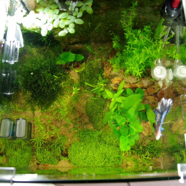 NanoCube 30 L planté Dessus10