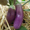 l'Aubergine Auberg10